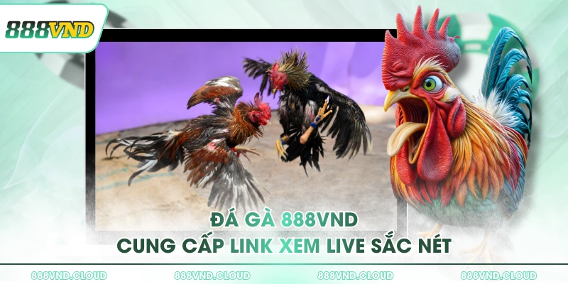 Đá gà 888VND cung cấp link xem live sắc nét