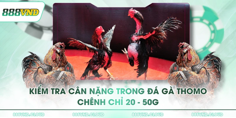 Đá gà Thomo - Luật chơi & các loại kèo cược tại 888VND 2 Kiểm tra cân nặng trong đá gà Thomo chênh chỉ 20 - 50g